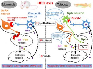 hpgaxis