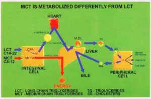 MCT oil powder benefits