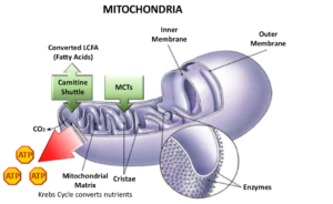 MCT oil powder benefits