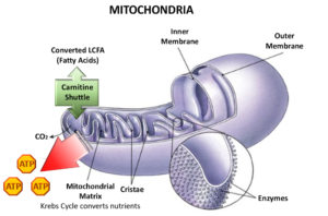 mitochondrial density