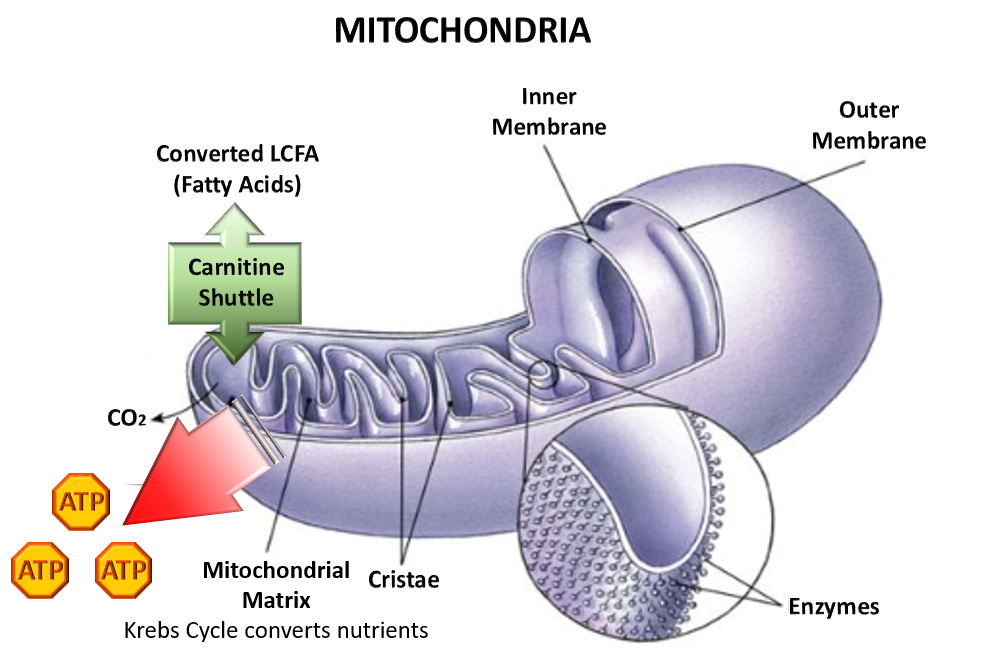 mitochondrial density